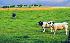 愛(ài)爾蘭去年乳制品對華出口勁增四成