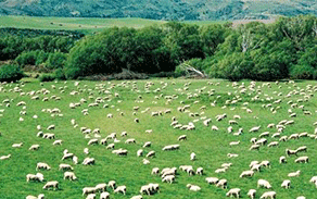 Australia’s farm production forecast to hit $57.1 billion